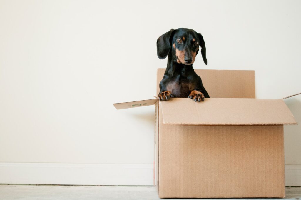 The Essentials Guide for Moving House
