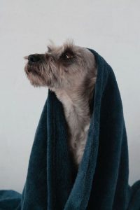 Dog with a towel