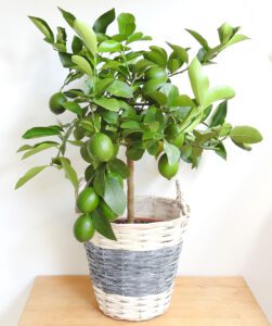 LargeLemon