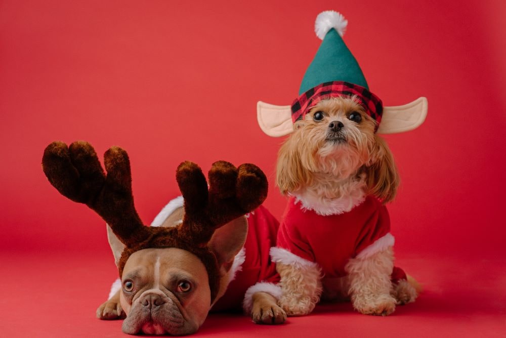 Read more about the article The Top 5 Christmas Gifts For Your Dog
