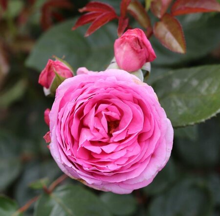 mum-in-a-million-bush-rose-whartons-roses