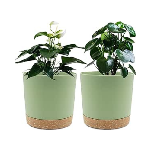 green plant pots