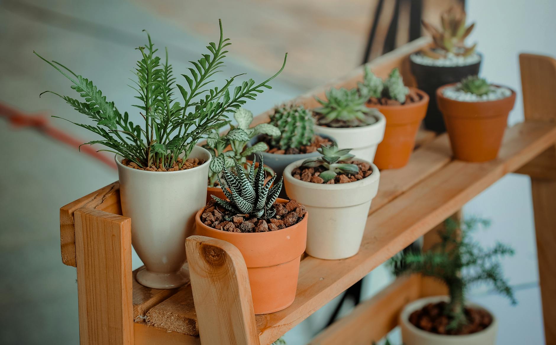 You are currently viewing 5 Ways To Organise Your Plants